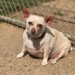 Chonky Chihuahua Has A Total Glow Up And Loses Half Her Weight