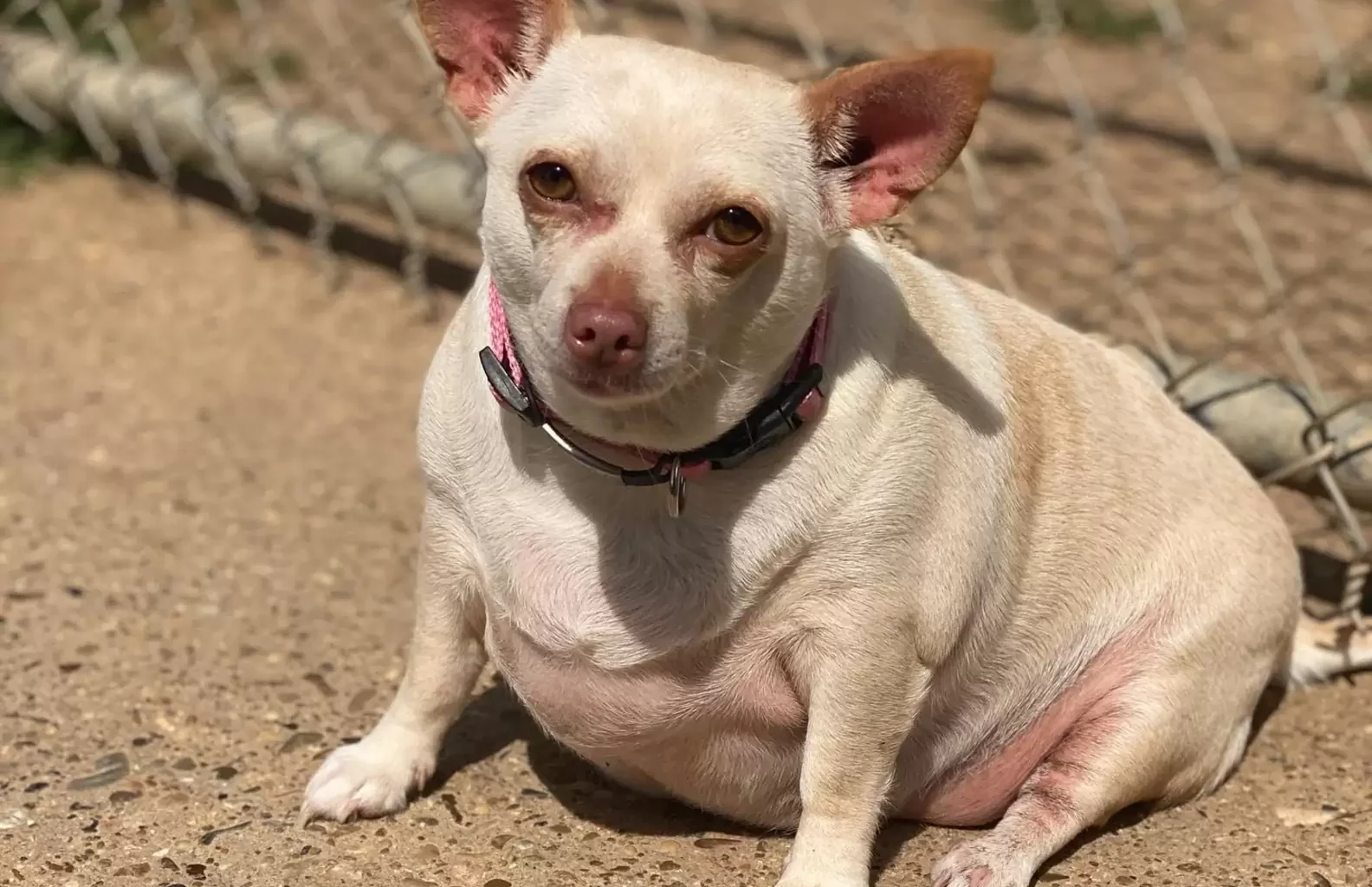 Chonky Chihuahua Has A Total Glow Up And Loses Half Her Weight 1 scale