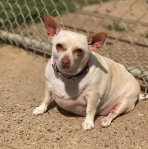 Read more about the article Chonky Chihuahua Has A Total Glow Up And Loses Half Her Weight