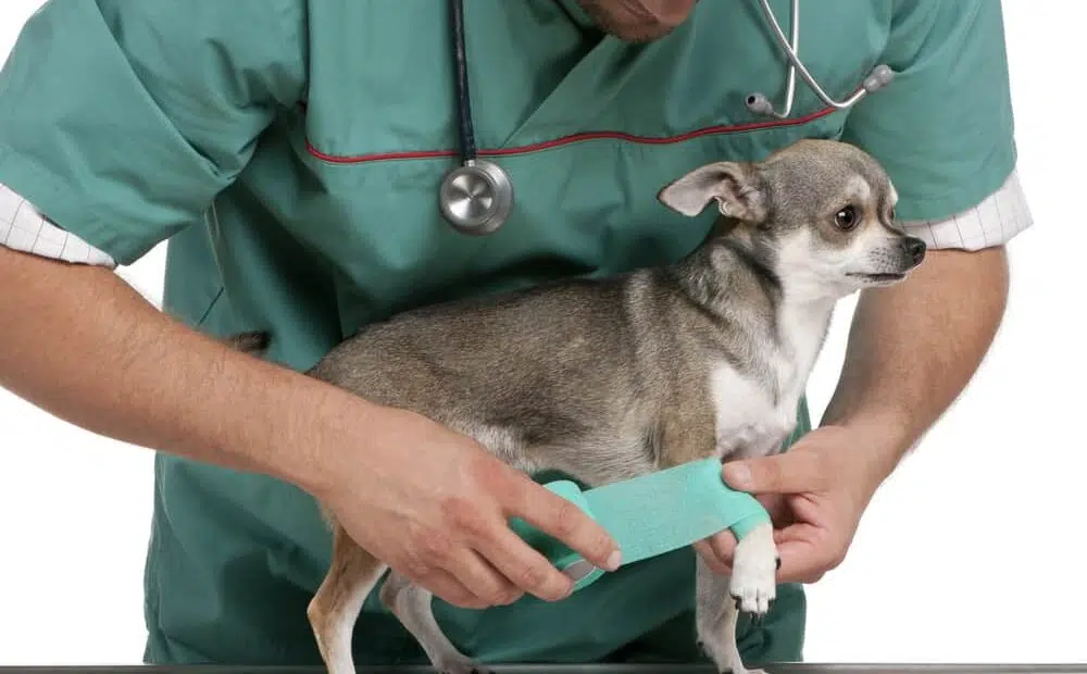 Signs your Chihuahua needs to go to the vet