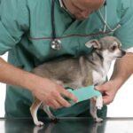 Signs your Chihuahua Needs to Go to the Vet