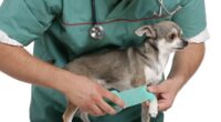 Signs your Chihuahua Needs to Go to the Vet 2 Signs your Chihuahua needs to go to the vet