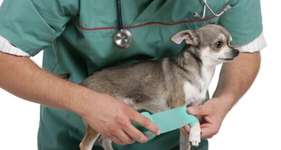 Signs your Chihuahua needs to go to the vet