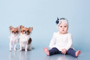 Read more about the article Chihuahuas And Babies: 5 Risks You Should Be Aware Of