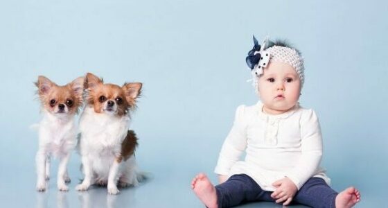 stock photo animal dog child girl pet baby play kid friend f140c20a e0d6 44d1 86b1 098dc79e2c8f e1656337468239