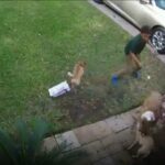 Video captures the Chaotic moment when a dog attack two chihuahuas in Murray Hill