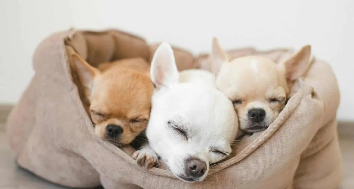 three chihuahua puppies sleeping scaled 1 e1655983624822
