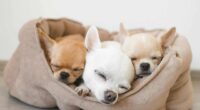 three chihuahua puppies sleeping scaled 1 e1655983624822