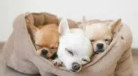 three chihuahua puppies sleeping scaled 1 e1655983624822