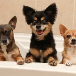 13 Different Chihuahua Types