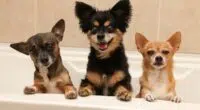 thumb2 chihuahua three different colors cute little dogs bathroom decorative dog breeds