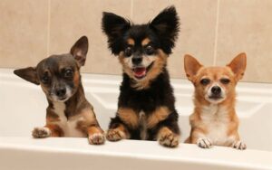 Read more about the article 13 Different Chihuahua Types