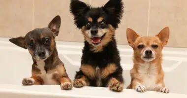 thumb2 chihuahua three different colors cute little dogs bathroom decorative dog breeds