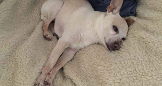 tobykeith taking a nap tcm25 698656