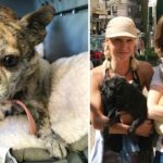 Unwanted Chis Flown to Forever Homes Thanks to Unique Breed Rescue