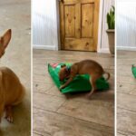 Very Determined 1 Pound Chihuahua Conquers Giant Food Bag