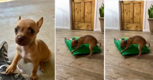 Read more about the article Very Determined 1 Pound Chihuahua Conquers Giant Food Bag