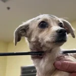 4-Month-Old Chihuahua Survives Being Shot in the Neck with Arrow