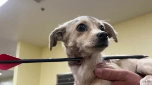 Read more about the article 4-Month-Old Chihuahua Survives Being Shot in the Neck with Arrow