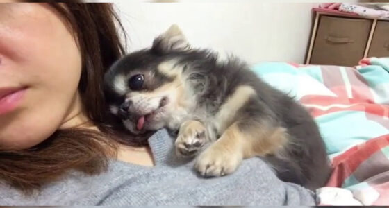 Why Are Chihuahuas so Needy and Clingy - Chihuahua.com