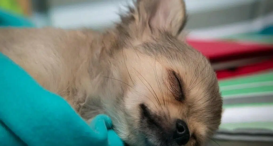 Why Do Chihuahuas Sleep so Much? - Chihuacorner.com