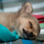 Why Do Chihuahuas Sleep so Much?