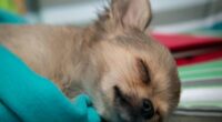 Why Do Chihuahuas Sleep so Much? - Chihuacorner.com