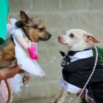 Two Inseparable Homeless Dogs Got Married in a Chapel With a Bubble Machine