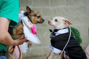 Read more about the article Two Inseparable Homeless Dogs Got Married in a Chapel With a Bubble Machine