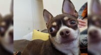 Chihuahua singing along to Star Wars