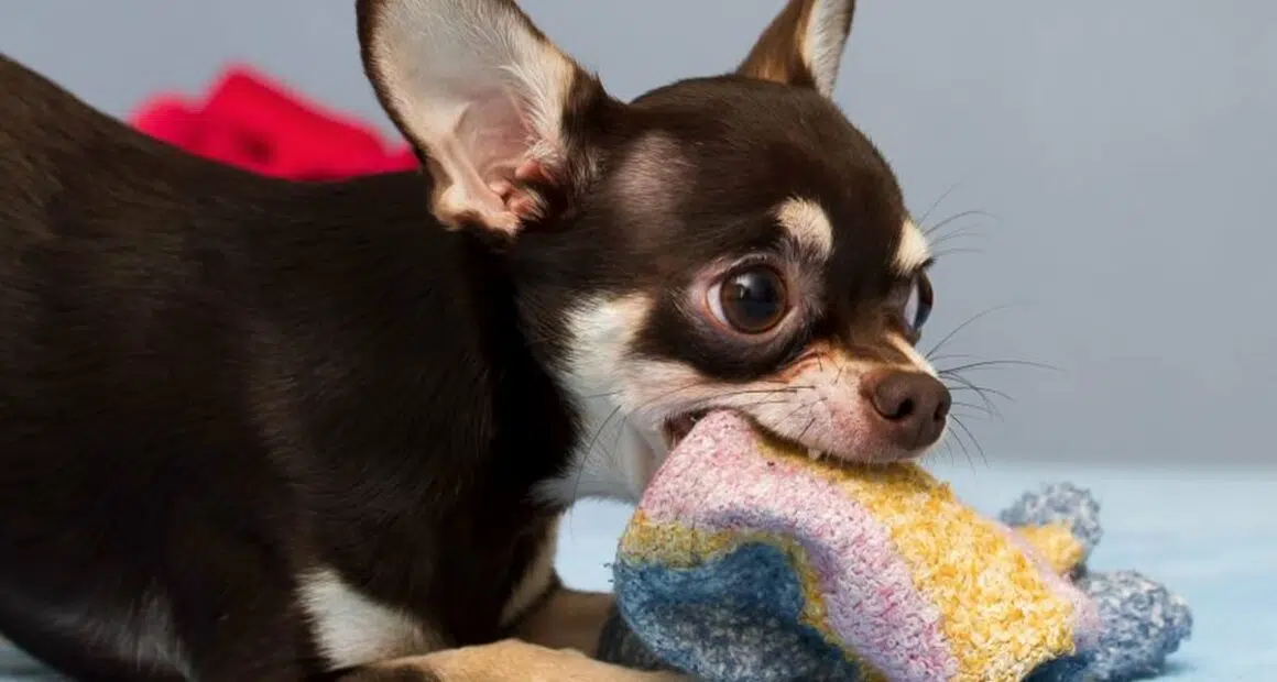 10 Common Chihuahua Behavior Problems - Chihuacorner.com