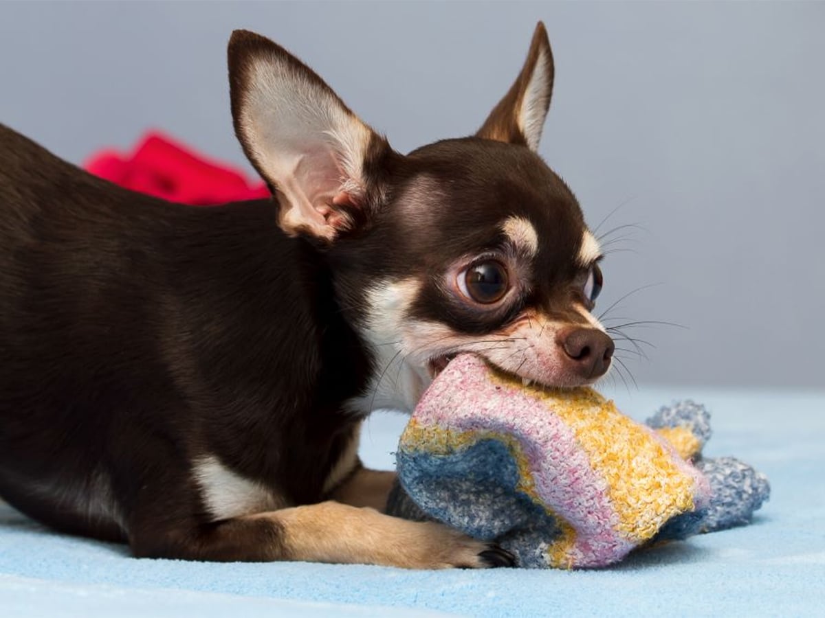 10 Common Chihuahua Behavior Problems - Chihuacorner.com