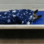 Chi Tucked Himself In Every Night at Shelter