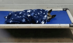 Read more about the article Chi Tucked Himself In Every Night at Shelter