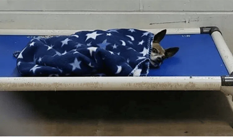 Lonely Chihuahua tucked himself in every night at a shelter