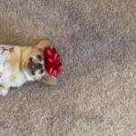 Dog gets wrapped up like a Christmas present in viral video