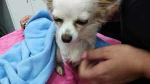 Read more about the article Bubbles the Chi Found 17 Days After Crash