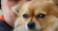 'He is our dog': The bizarre backstory behind Louis the stolen chihuahua 2 1639455817489 e1658236406465