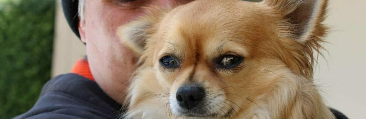 'He is our dog': The bizarre backstory behind Louis the stolen chihuahua 1 1639455817489 e1658236406465