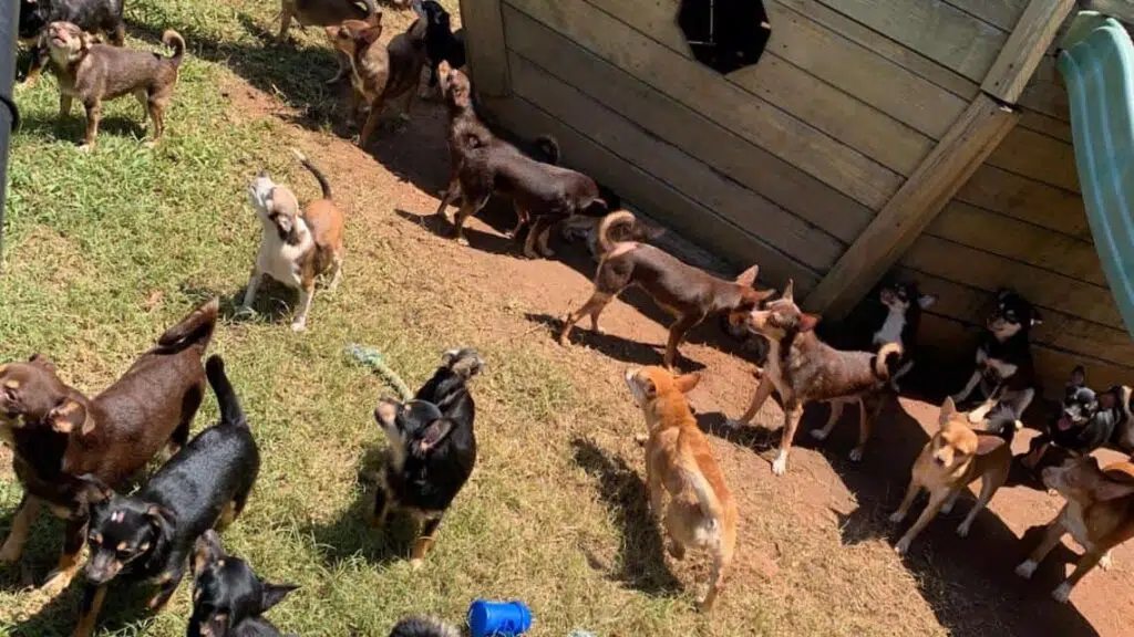Chihuahuas up for adoption at Noah's Ark