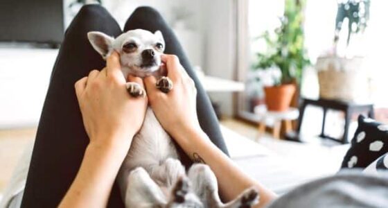 Do Chihuahuas like to be held?