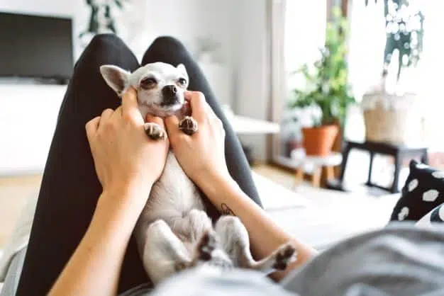 Do Chihuahuas like to be held?