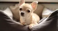 Are Chihuahuas Affectionate