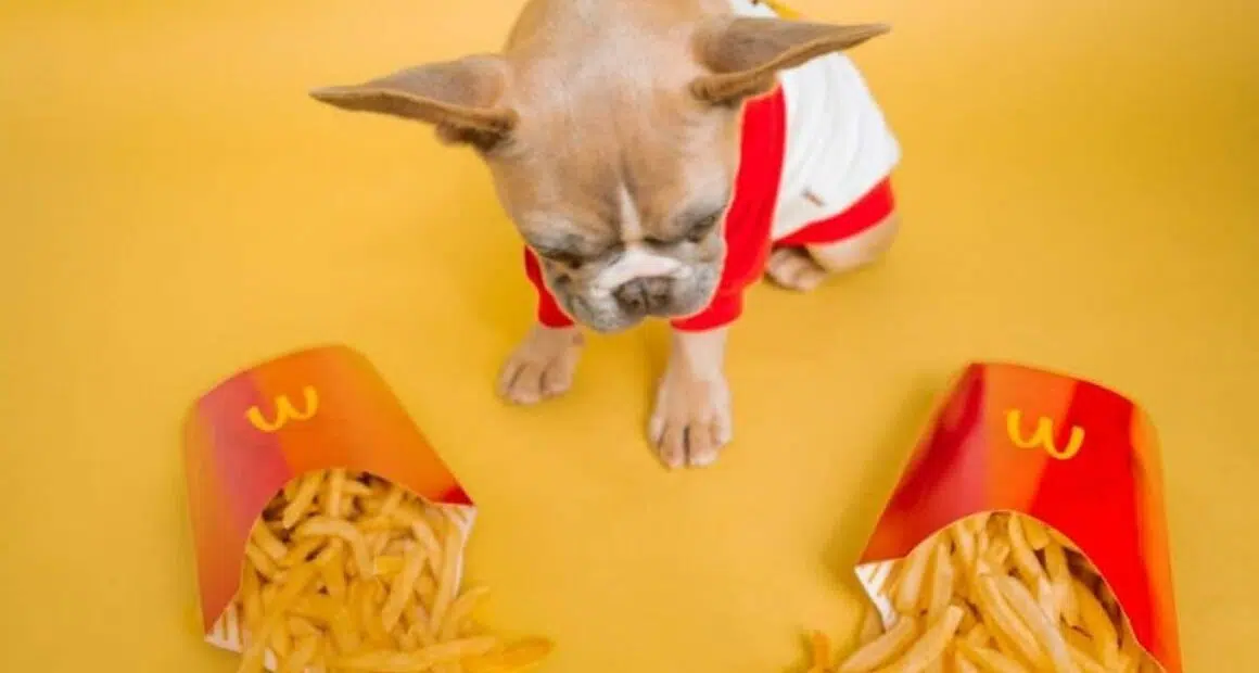 Can Dogs Eat McDonalds French Fries scaled e1621598403264 1200x675 1