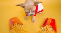 Can Dogs Eat McDonalds French Fries scaled e1621598403264 1200x675 1