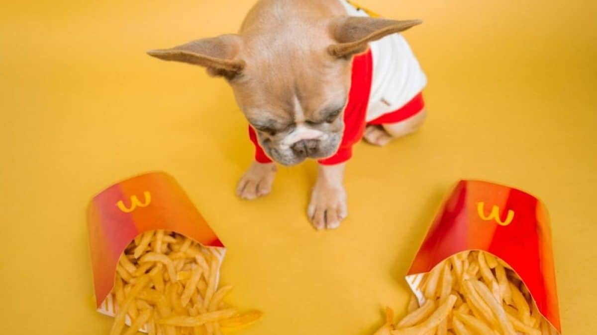 Can Dogs Eat McDonalds French Fries scaled e1621598403264 1200x675 1