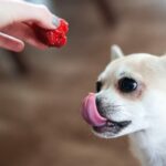 Chic Little Chihuahua Turns into Hilarious Gremlin when Eating Treats