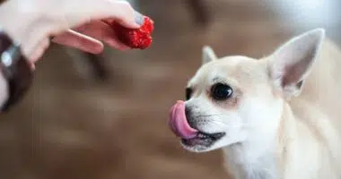 Chihuahua Licks His Lips While Looking at Berry