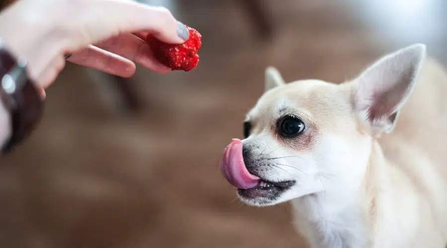 Chihuahua Licks His Lips While Looking at Berry