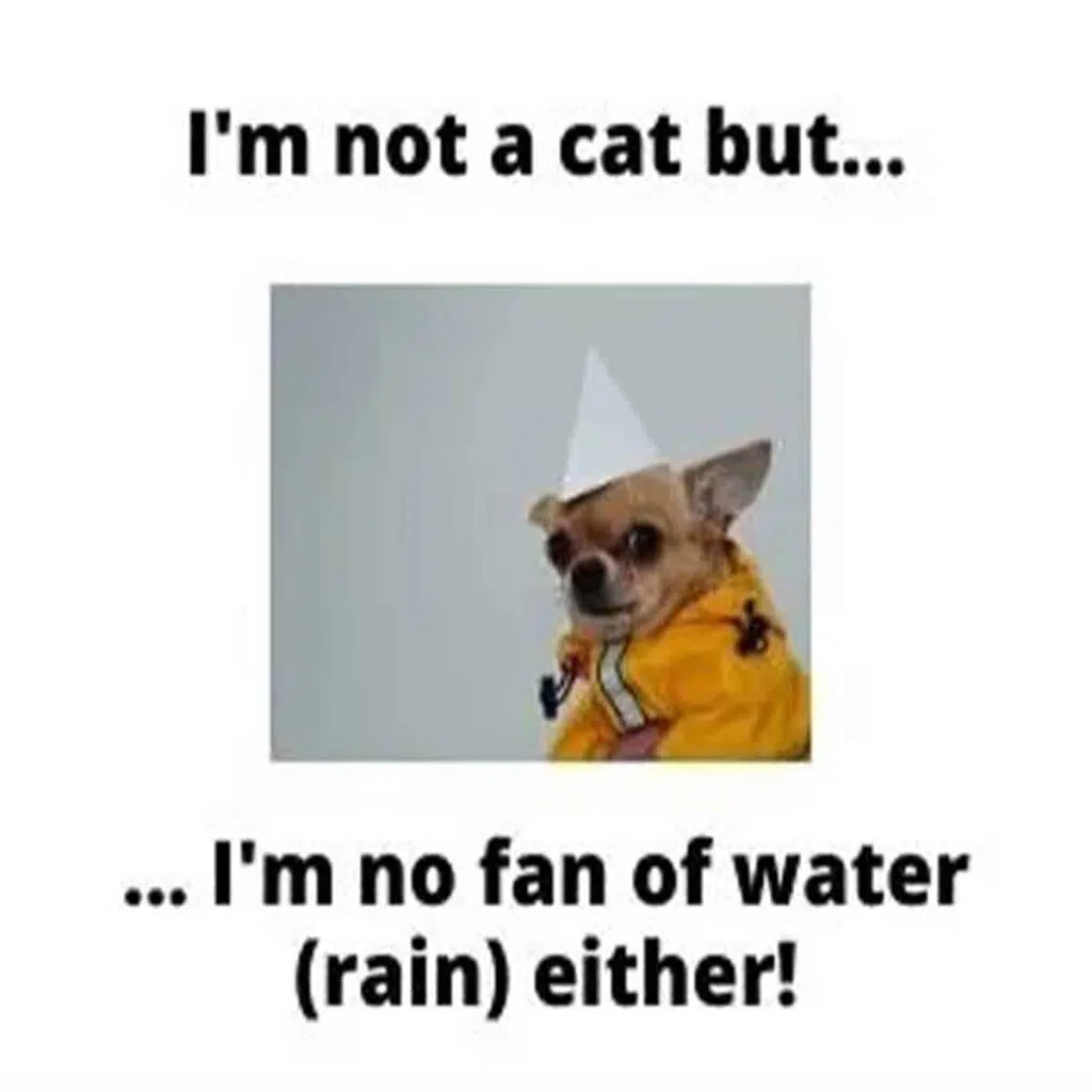 Chihuahua Doesnt Like Rain.jpg